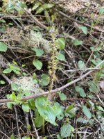IMG_0029.jpeg