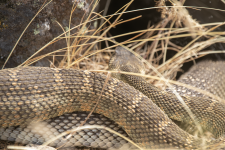 A03WesternRattlesnake2C2A2660.png A03WesternRattlesnake2C2A2660.png