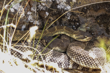 A01WesternRattlesnakePairAdjust2C2A2648-2.png A01WesternRattlesnakePairAdjust2C2A2648-2.png