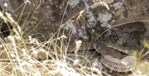 A02WesternRattlesnakePairTrim2C2A2651.png A02WesternRattlesnakePairTrim2C2A2651.png