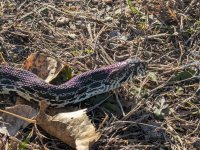 Snek closeup.jpg Snek closeup.jpg