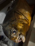 Guinean Pompano 2026c.jpg Guinean Pompano 2026c.jpg