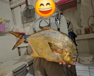 Guinean Pompano 2026b.jpg Guinean Pompano 2026b.jpg
