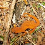 newt.jpg newt.jpg