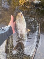 IMG_3081.jpeg