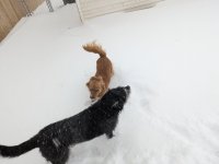 dogs.jpg