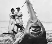 Sawfish.webp