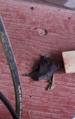 B. 18 Aug Bat caught in mousetrap on porch.jpg
