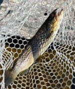 IMG_3154.jpeg