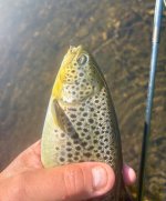 IMG_3152.jpeg