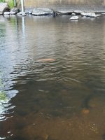 IMG_3146.jpeg