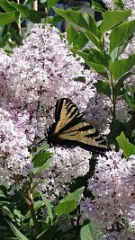 Butterfly.jpg
