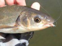 FishID Peamouth.jpg