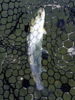 IMG_7308.jpeg