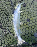 IMG_7310.jpeg
