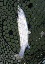 IMG_7333.jpeg