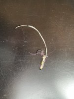 IMG_5975.jpeg IMG_5975.jpeg