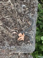 IMG_6023.jpeg