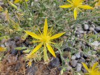 20260625_095055 Blazing Star.jpg 20260625_095055 Blazing Star.jpg