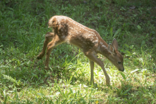 A02GambolingFawn2C2A2753.png A02GambolingFawn2C2A2753.png
