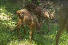 A04TwinFawns2C2A2757.png A04TwinFawns2C2A2757.png