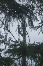 A05LoggerInDouglasFir.png A05LoggerInDouglasFir.png