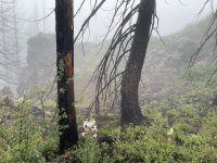 IMG_6040.jpeg IMG_6040.jpeg