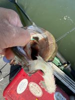 IMG_2366.jpeg