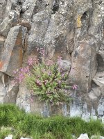 IMG_7690.jpeg IMG_7690.jpeg