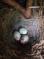 Junco Eggs.jpg
