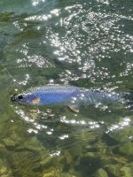 IMG_8365.jpeg IMG_8365.jpeg