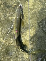 IMG_8371.jpeg IMG_8371.jpeg