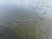 IMG_3433.jpeg IMG_3433.jpeg