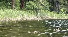 IMG_0525.jpeg IMG_0525.jpeg