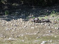 IMG_5985.JPG