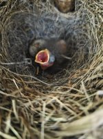 Juncos Hatching.jpg