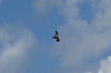 DSC_6970.jpeg