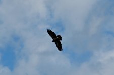 DSC_6971.jpeg