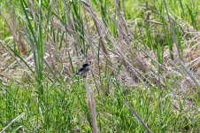 DSC_7117.jpeg