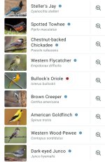 Screenshot_20260705_075508_Merlin Bird ID.jpg