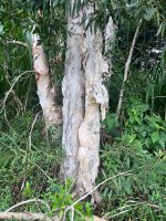 IMG_7850.jpeg