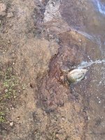 IMG_7904.jpeg