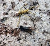 20260706_downstreamPair.jpg