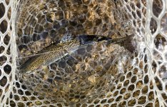 20260706_smalltrout.jpg