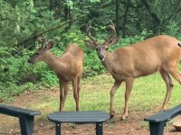 IMG_0520.jpeg