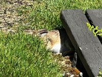 IMG_7452.jpeg