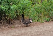20260710_100945 Dusky Grouse.jpg 20260710_100945 Dusky Grouse.jpg