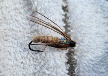 20260709_140204 Caddis Pupa.jpg 20260709_140204 Caddis Pupa.jpg