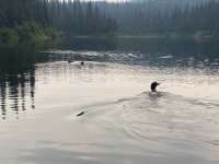 Loon and babies Loon and babies