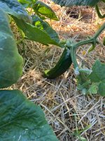 IMG_2214.jpeg